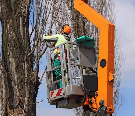 When Should You Not Cut Trees? Advice From a Professional Tree Service