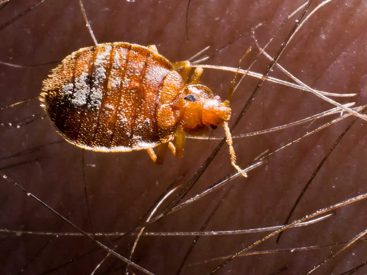 How do bed bugs travel between living spaces without being noticed